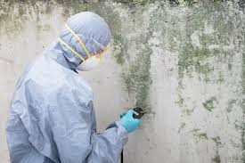 Best Attic Mold Removal in Moraga, CA